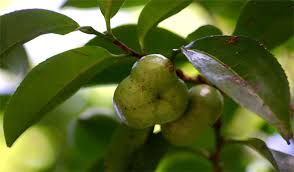 Image result for Shirakiopsis