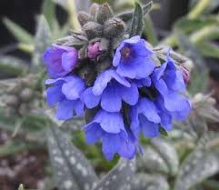 Image result for Brachystegia longifolia