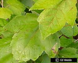 The edges of the leaves turn under slightly giving them a. Florida Native Trees Shrubs Page 2 Of 11