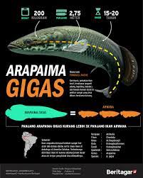 Pin Di Infografik