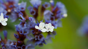 Image result for Plumbaginaceae