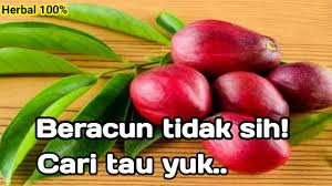 Selanjutnya, anda dapat mengkonsumsi air hasil rebusan itu. Beracun I Buah Mahkota Dewa Merah Youtube