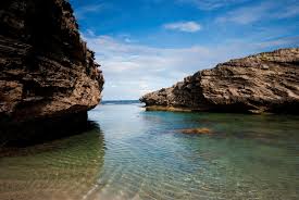 Image result for Hilsenbergia petiolaris