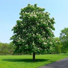 The distinctive palmate leaves turn to a stunning orange colour through to deep red before they fall the problem for horse chestnut trees, explains ms buchanan black, is that it is beset by an awful lot of diseases at the moment. Buy Aesculus Hippocastanum Online Southern Woods