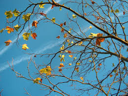 Write it on your heart that every day is the best day in the year. Free Cold Beautiful Autumn Day Stock Photo Freeimages Com