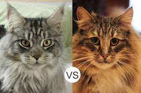 That's not to say that they are aggressive, just that they prefer making the choices in a relationship. Maine Coons Vs Norwegian Forest Cats Mainecoon Org