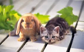 Kitten Bunny Buddies Glossy Poster Picture Photo Cat Rabbit Friends Cute 815 Cute Puppies And Kittens Cute Animals Kittens Cutest