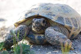 Russian Tortoise Care Tips Reptiles Magazine