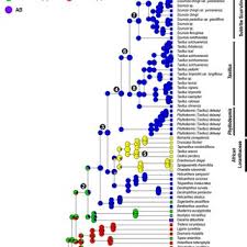 Image result for Oedina pendens