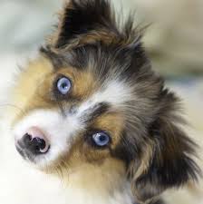 The eyes slowly changes colors as the dog gets older and they reach their permanent eye color. 9 Dogs With Blue Eyes Australian Shepherd Siberian Husky And More