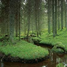 Check back occasionally to see if your records have become available. River Forest Vastmanland Sweden Photo Via Sherri Sweden Travel River Forest Scenery