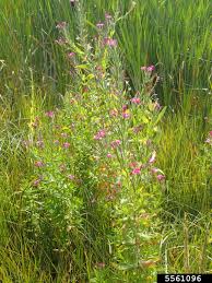 Image result for Epilobium hirsutum