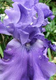 Http Www Mooseyscountrygarden Com Flower Picture Gallery Iris Blue Flower Jpg Iris Flowers Flower Pictures Flowers