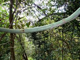 Image result for Adenia gummifera