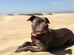 Get Your Monthly Bullymake Box For The Best Selection Of Guaranteed Indestructible Chew Toys For Your Bully Click For De Pitbull Terrier Pitbulls Bull Terrier