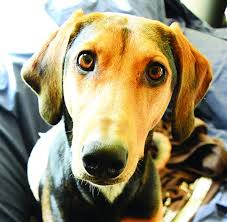 If you're looking for expert veterinarian advice without having to spend the time and money visiting your vet's office — what are your options? Hemangioma In Dogs Whole Dog Journal