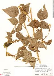 Image result for Desmodium intortum