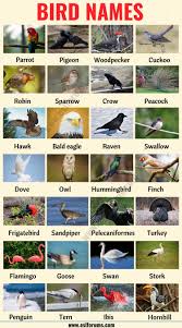 Bird Names Different Types Of Birds In English With The Picture Esl Forums English Vocabulary Animals Name In English English Teaching Materials