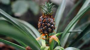 How to water a pineapple plant. How To Grow A Pineapple From Your Backyard Garden Season