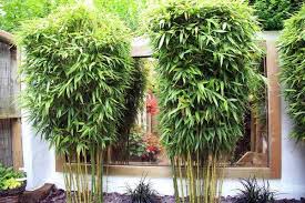 #bamboo garden idea no 12. Hardy Exotic Plants To Grow In The Uk Nick Wilson S Garden