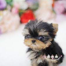 Pocket Puppies Cute Teacup Dogs For Sale Luxury Quality Puppies With A History Of Excellent Health Ve Teacup Dogs Puppies Teacup Puppies Teacup Dogs For Sale