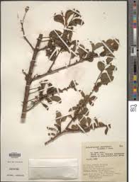 Image result for Dovyalis hispidula