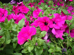 Image result for foto surfínie