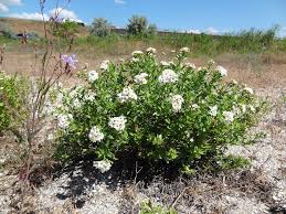 Image result for Hilsenbergia petiolaris