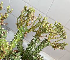 Image result for Euphorbia williamsonii