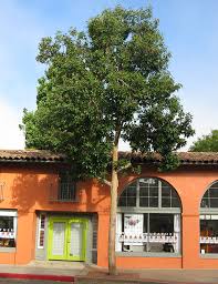 I wish you luck but have brisbane trees and gardens. City Plants Yard Tree Species List