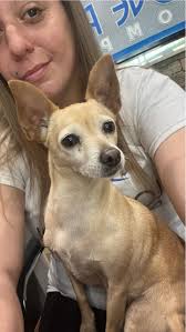 This sweet baby is running around Dutch Bros off 114th & Quaker Ave.