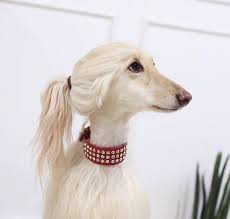 This is a blonde borzoi in profile. Blonde Album On Imgur