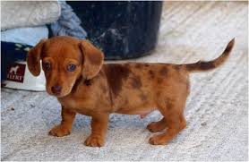Very sweet and playful mini dachshund puppies. 99 Light Red Dachshund Puppy L2sanpiero