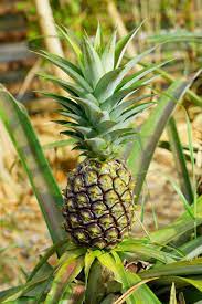 You will discard all of these pieces except one of the tops. Growing Pineapple Plants How To Grow Pineapples Hgtv