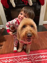 Bentley The Goldendoodle added...