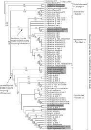 Image result for Pyrostria phyllanthoidea