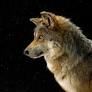 natgeo.nikkeibp.co.jp からのおおかみ