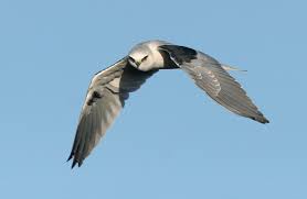 Black Bird With White Tail Tip Calphotos Elanus Leucurus White Tailed Kite Birds Birds Of Prey Prey