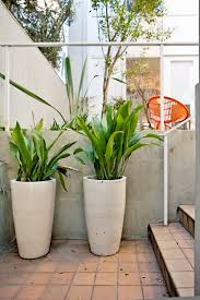 Check spelling or type a new query. 8 Kitchen Plants Best Houseplants That Thrive In Kitchens Kitchn