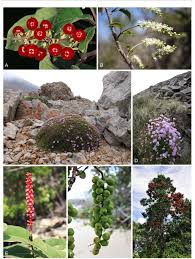 Hanki 29.000 sekunnin flowering cactus plants, yellow flowers arkistovideomateriaali, jonka nopeus on 24fps. A Taxonomic Backbone For The Global Synthesis Of Species Diversity In The Angiosperm Order Caryophyllales