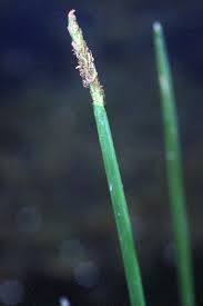 Image result for Eleocharis marginulata