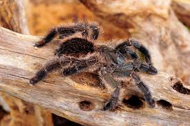 Klaus i stefan zjawiają się w chicago, gdzie stefan (po latach braku kontaktu) spotyka wampirzycę, która po kilku dekadach nadal jest nim zainteresowana. Bunte Baumvogelspinne Ybyrapora Diversipes Tarantula Stock Photo Adobe Stock