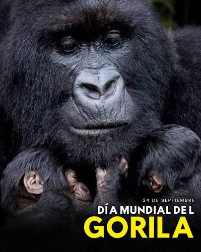 Día mundial del gorila