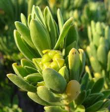 Image result for Suriana maritima