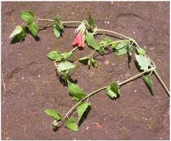 Image result for Dissotis ruandensis