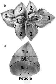 Image result for Craterostigma pumilum
