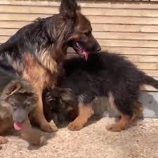 Maybe you would like to learn more about one of these? German Shepherd German Shepherd Puppies Available