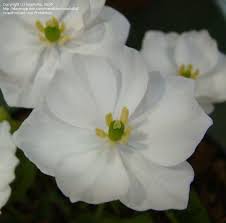 Image result for Kniphofia dubia