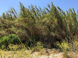 Image result for Arundo