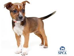 Australian cattle dogs are known for their curious and watchful nature. Arthur Is A 2 Month Old Male Brown And White Australian Cattle Dog Blend Central California Spca Fresno Ca